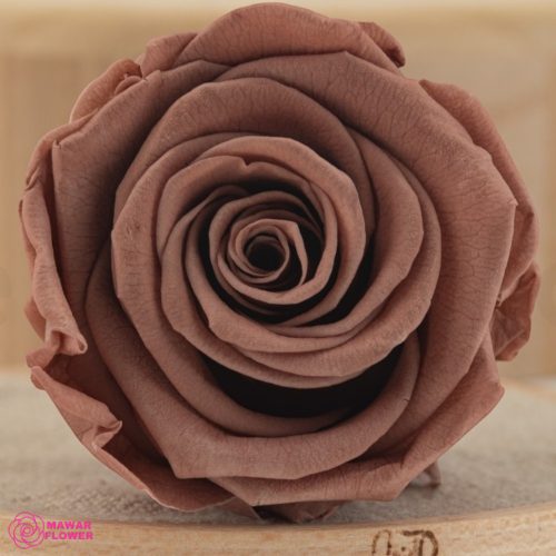 Tartósított Rózsa Fej Mocha Cocoa, Verdissimo, L